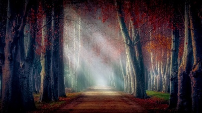 【童话实景】枫林中的熙攘晨光