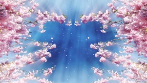 粉色桃花掉落