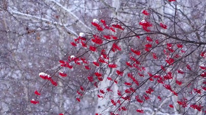 雪落红果
