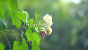 雨中梧桐花