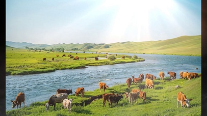 呼伦贝尔草原上的牛群