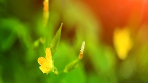 花1