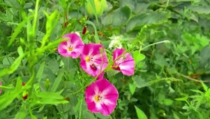 牵牛花