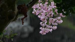 雨中清新树上小花