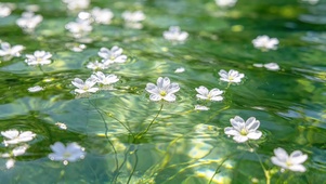 碧波上的小白花