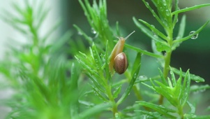 4k雨后蜗牛