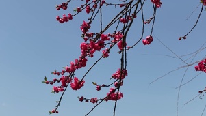 春天桃花盛开红色桃花