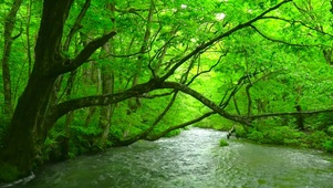 绿林护眼溪流