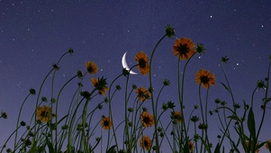 星空下
