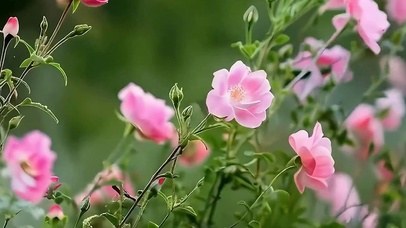 护眼绿景花草树木带鱼屏