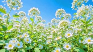 护眼蓝天下白色花丛