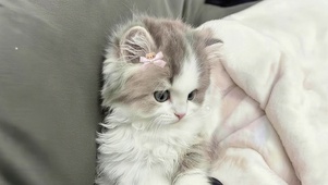 可爱小猫咪