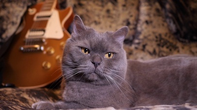 音乐吉他猫