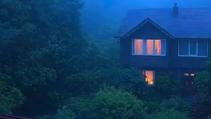 雨天树木带鱼屏