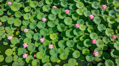 护眼小清新
