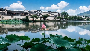 白云湖水荷叶