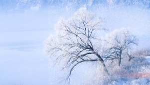 大雪雾淞