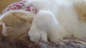 可爱萌宠猫咪