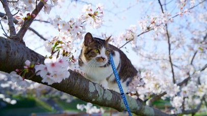 可爱猫咪爬树