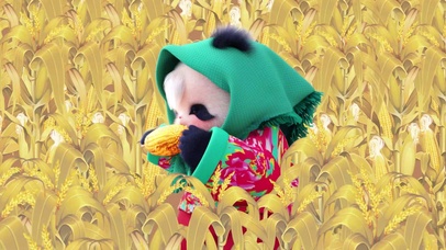 熊非熊努力干饭