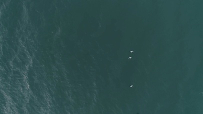 4K 高清 飞越海洋上空的海鸥