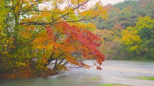 雨天红叶湖