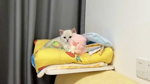 小猫子