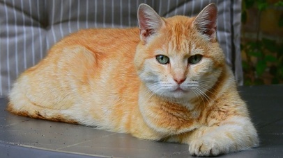 【桌面养猫】可爱的橘黄盯着你