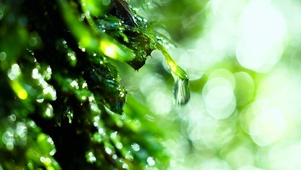 护眼清新水滴