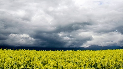 油菜花风景图壁纸