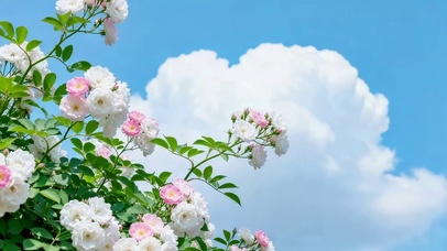 小清新蔷薇花