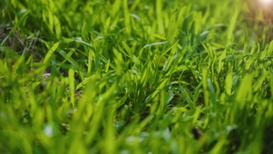4K春天唯美阳光下的小草植物