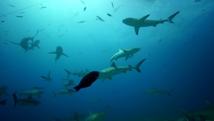 4K灰礁鲨和鱼