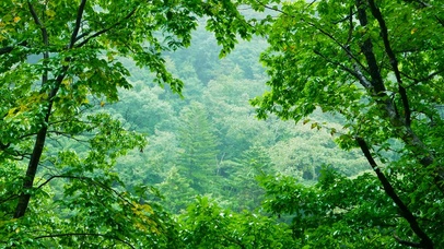 清凉雨天护眼山间树林