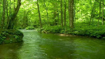 4k护眼丛林河流