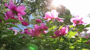 阳光下的唯美花朵