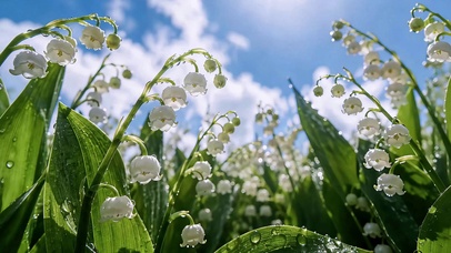 晴空铃花香