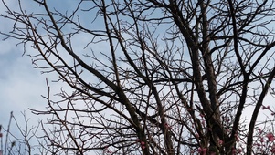 光秃秃的树枝枝丫