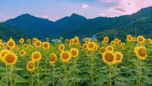 向日葵花海