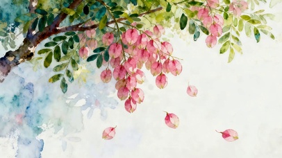 小清新栾树