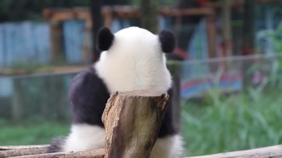 超绝可爱萌熊猫