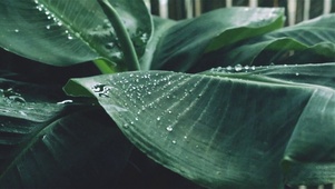 雨中芭蕉