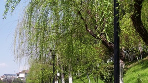 春天柳枝发芽升格