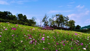 山间野花