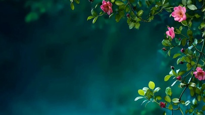 护眼小清新