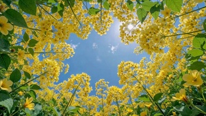 仰拍蓝天黄花唯美风景