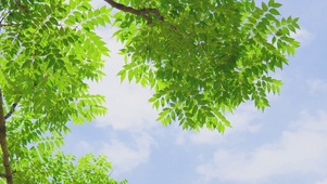 飘云树叶