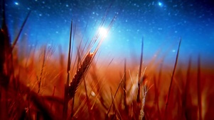 星空麦田