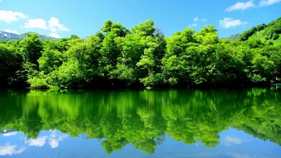 清新绿树湖