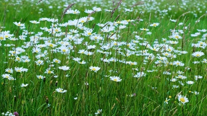 随风摇摆小雏菊